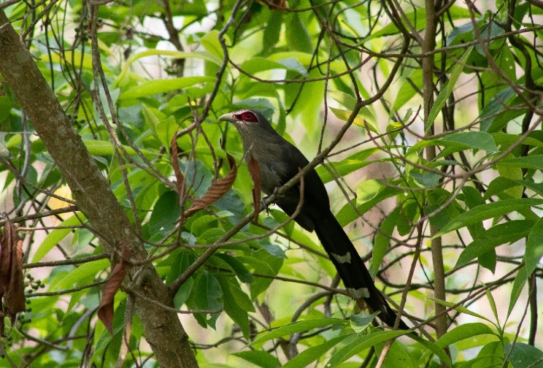 Green-billed Malkoha photographed in Kamaldhap Rampokhari CF, Jhapa