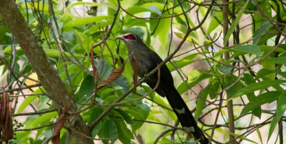 Green-billed Malkoha photographed in Kamaldhap Rampokhari CF, Jhapa