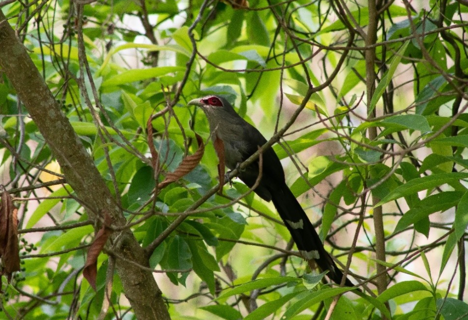 Green-billed Malkoha photographed in Kamaldhap Rampokhari CF, Jhapa