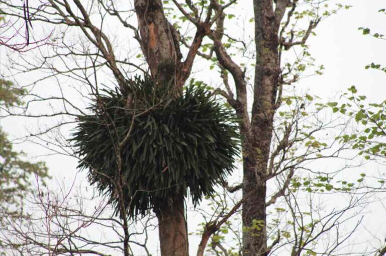 Orchids | Let it grow on jungle