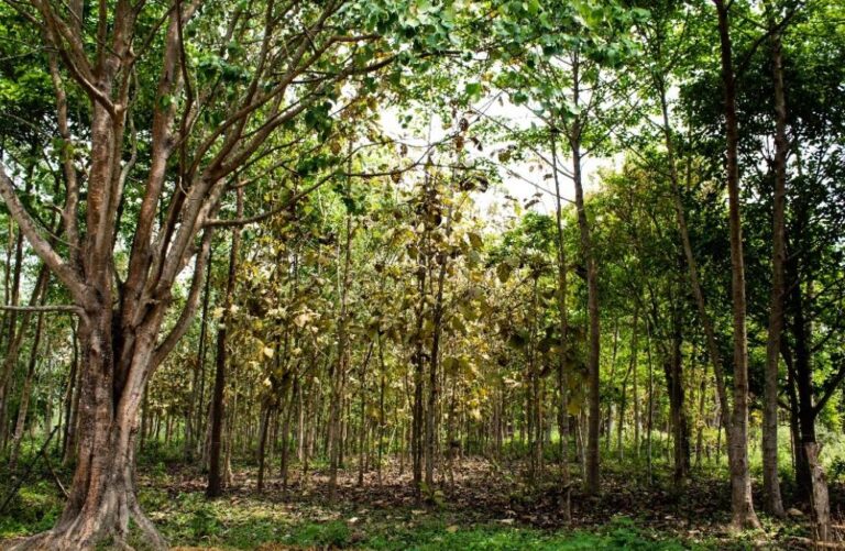 Proud to be the part of Forest Journey